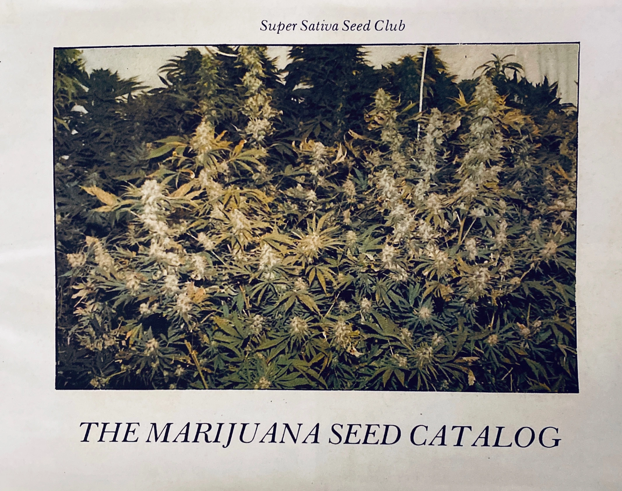 Super Sativa Seed Club — Seed Catalog (1991) · página 1